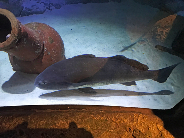 fish at Sea Life Aquarium